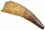 Real Fossil Spinosaurus Tooth - Huge Dinosaur Tooth #351614-1
